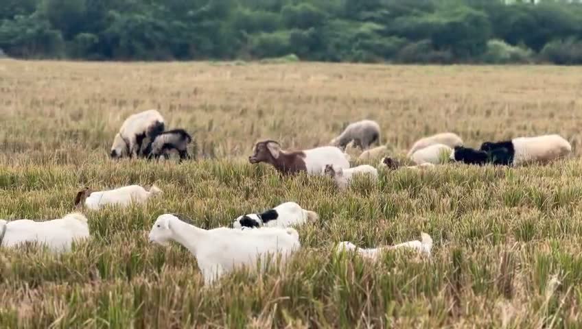 The flock on open pasture at Bathi Farms